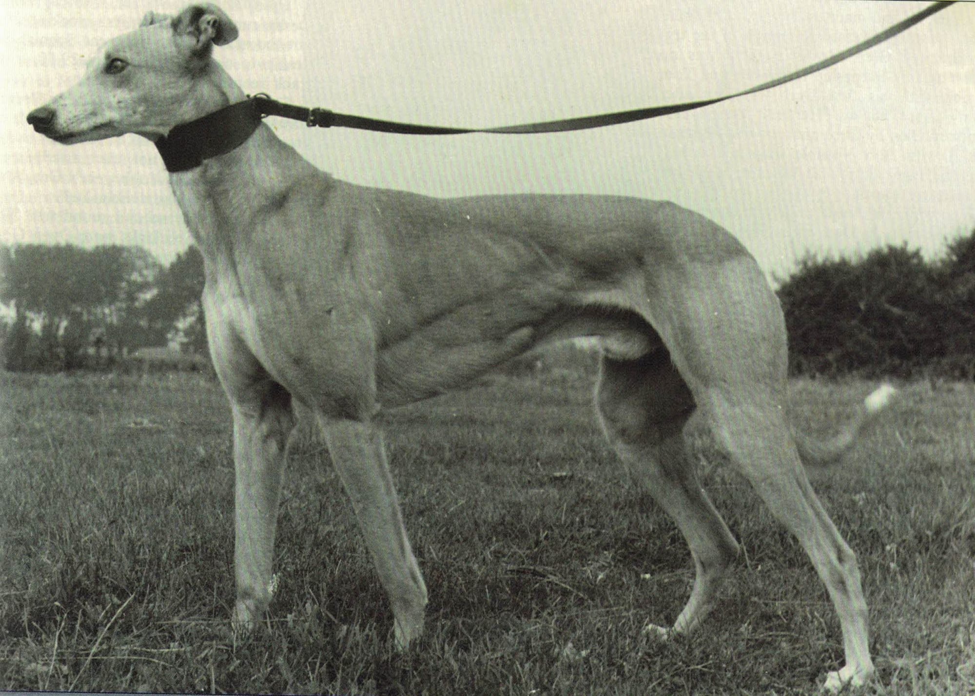 BoyleSports Irish Greyhound Derby, Shelbourne Park