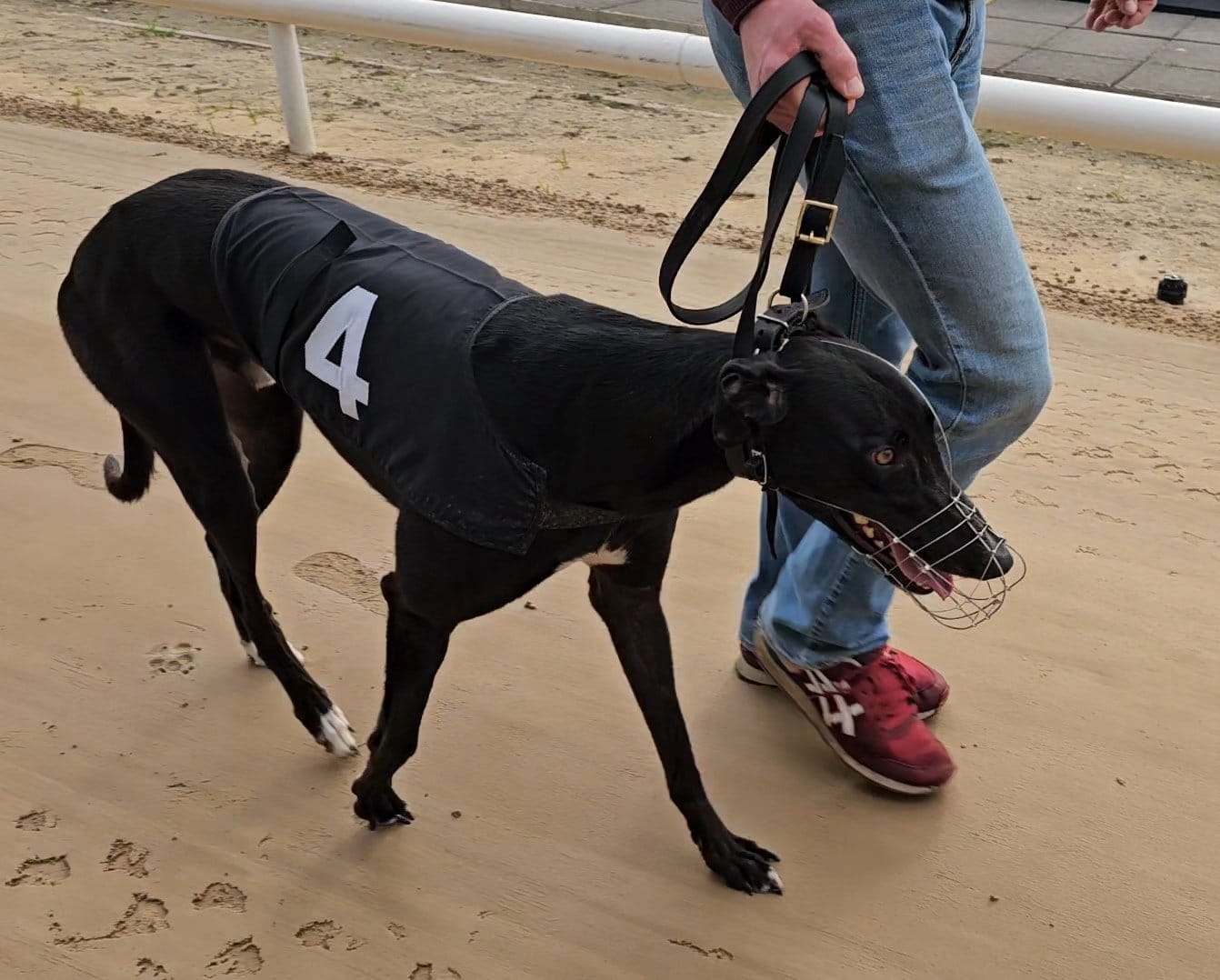 Irish Derby third round draw made for Saturday's heats