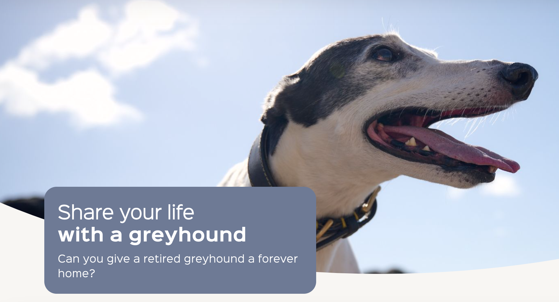 GBGB launch homing campaign including dedicated website