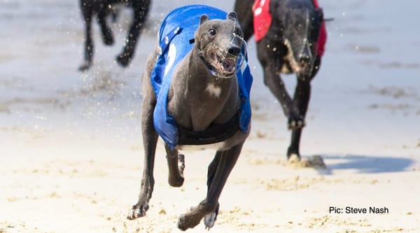 Lucia's still bet365 Puppy Oaks jolly despite narrow semi reverse